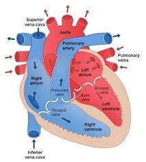 Name the fetal blood vessel that contains the highest concentration of oxygen. Heart Structure Bioninja