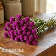 Image result for Gomphrena martiana