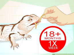 How To Feed Mealworms To A Bearded Dragon 9 Steps With