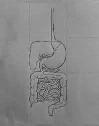 How To Draw Human Digestive System Human Digestive System Digestive System Digestive System Diagram