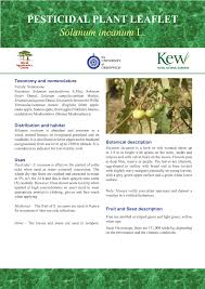 Image result for Solanum campylacanthum 'panduriforme type'