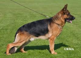 Mill german shepherd puppies in texas are more likely to develop behavioral problems and genetic illnesses, to require expensive vet care, and can i be sure uptown is trustworthy for texas german shepherd puppies for sale? Heritage Hills Ranch German Shepherd Breeder Quality Puppies For Sale