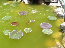 Water testing » pond water chemistry. Green Water In Your New Pond Is Commonly Called New Pond Syndrome