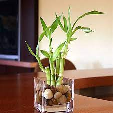 How To Grow And Shape Lucky Bamboo Lucky Bamboo Plants Lucky Bamboo Bamboo Plants
