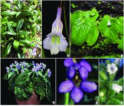 Image result for Gesneriaceae