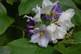 Image result for Solanum wrightii