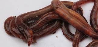Release earthworms or composting worms outdoors in a vegetable garden or flower bed where they are beneficial to the soil, but far away from other potted plants. Worms Garden Compost Free Photo On Pixabay