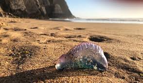 Ou seja, são seres que vivem em colônia, isto é, estão conectados anatomicamente e não sendo um único ser. Temida Caravela Portuguesa Da A Costa Na Praia Grande Sintra Noticias