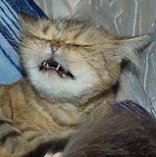 chto delat esli kot chihaet i kashlyaet chem i kak lechit koshek