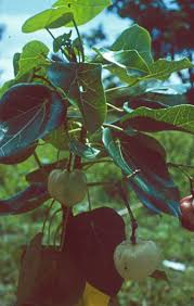 Image result for Hua gabonii