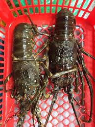 Bộ chính trị quyết định điều động, phân công ông nguyễn hải ninh, ủy viên trung ương đảng, thôi giữ chức phó chánh văn phòng trung ương đảng để chỉ định. Chá»£ Háº£i Sáº£n Quáº£ng Ninh Posts Facebook