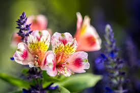 Trova immagini per hd fiori. Flower Hd Wallpaper Background Image 2500x1667