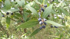 Image result for Oleaceae