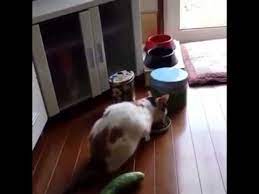 Why evolution is true is a blog written by jerry coyne, centered on evolution and biology but also dealing with diverse topics like politics, culture, and cats. Zucchini Cat Youtube