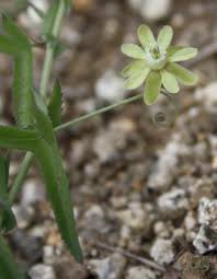 Image result for Basananthe sandersonii