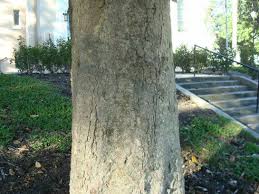 Tree spread is usually between 20 and 40 ft. Southern Seedling Southern Magnolia