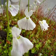 Image result for Utricularia appendiculata