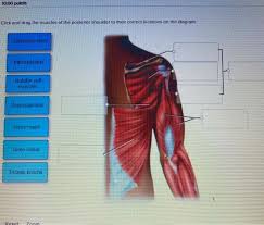 We did not find results for: 10 00 Points Click And Drag The Muscles Of The Chegg Com