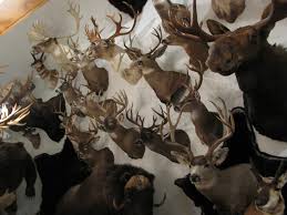 Her nle için anında hazır 4k ve hd video. Trophy Room Services At Northeast Taxidermy Studios