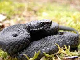 Black Adders Reptiles And Amphibians Of The Uk Forum Page 1 Melanistic Adder Snake Melanistic Animals
