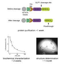 The best memes from instagram, facebook, vine, and twitter about z or r twice. Protocol For Biochemical Analysis And Structure Determination Of The Zz Domain Of The E3 Ubiquitin Ligase Herc2 Sciencedirect