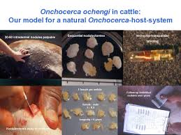 Image result for Oncocalyx bolusii