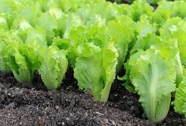 We did not find results for: How To Harvest Romaine Lettuce Quora