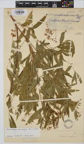 Image result for Heteromorpha stenophylla