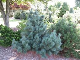 Image result for Pinus strobus