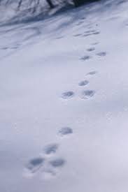 Maybe you would like to learn more about one of these? Take The Quiz Can You Identify These Animals By Their Snow Tracks