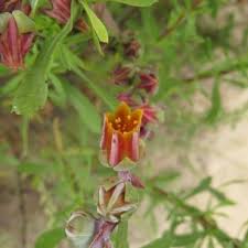 Image result for Landolphia lanceolata