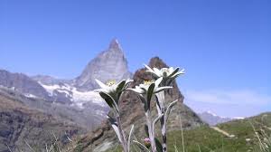 Daca doriti sa le plantatati in pamant sa pastrati pamantul din ghiveci.e bine sa alegeti un loc mai umbros sa le feriti de temperaturile mari din lunile iulie si august. Floarea De ColÈ› Top 10 Lucruri Incredibile Despre Floarea De ColÈ› Antena 3