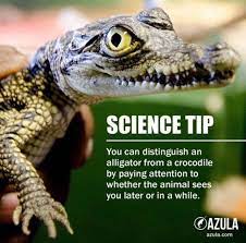 Tip of the day funny. Science Tip Of The Day Album On Imgur