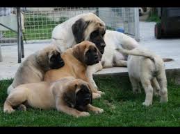 She is a fawn, black mask english mastiff. Kci Registered English Mastiff Puppies Through 9732902388 Dogs For Sale In Kamaraj Salai Pondicherry Click In