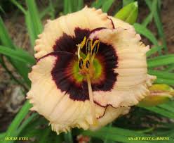 Good bud count, extremely good grower. Home Living Outdoor Gardening Four Live Plants Daylily Combination Velvet Whisper And Dead Ringer