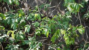 Image result for Rourea