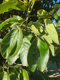 Image result for Senna macranthera