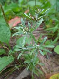 Image result for Gnaphalium unionis