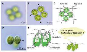 For instance, the 46 chromosomes found in human cells have a combined length of 200 nm (1 nm = 10 − 9 metre); The Simplest Multicellular Organism Unveiled The University Of Tokyo