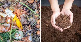 We did not find results for: Compost Vs Peat Moss When Do You Use Each One Gardening Channel