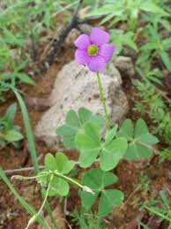 Image result for Oxalis latifolia