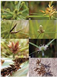 Image result for Pycreus africanus