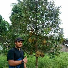 Masih sesuatu yang istimewa dari segi rasa. Bibit Durian Unggul Kaki Ganda Musangking Oche Durihitam Bawor Montong Home Facebook