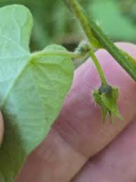 Image result for Ipomoea plebeia