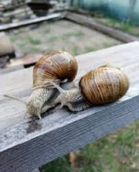 Sow zucchini seeds on their side so that water easily drains off to avoid the risk of them rotting. Types Of Snails That Can Be Bred At Home Ulitochnaya Ferma