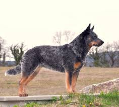Pin by scout on beautiful animals. File Acd Multi Ch Silverbarn S Naava Jpg Wikimedia Commons