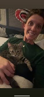 Found cat in New Holland Pa, looking for owner