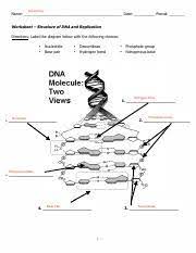 Just before referring to cell cycle and dna replication practice worksheet key, make sure you recognize that instruction is definitely our answer to a much better down the road, and also mastering … Worksheet Dna Structure And Replication Answer Key Pdf Answer Key Name Date Period Worksheet U2013 Structure Of Dna And Replication Directions Label The Course Hero