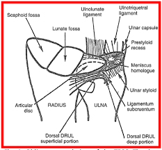 This is an invasive test requiring. Tfcc Ulnar Side Wrist Injuries Rayner Smale