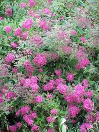 Image result for Spiraea x bumalda ´Crispa